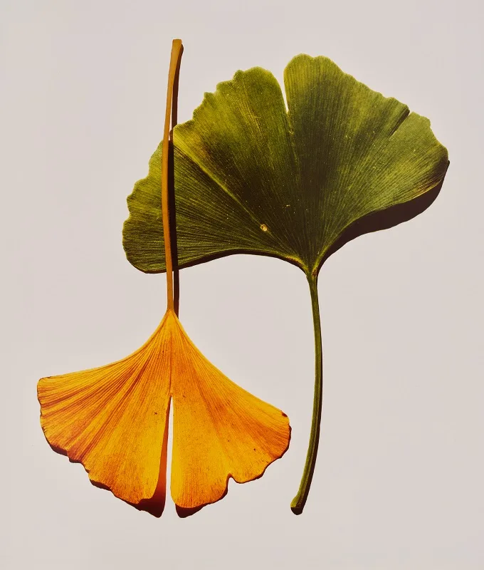 Ginkgo Leaves, New York di Irving Penn