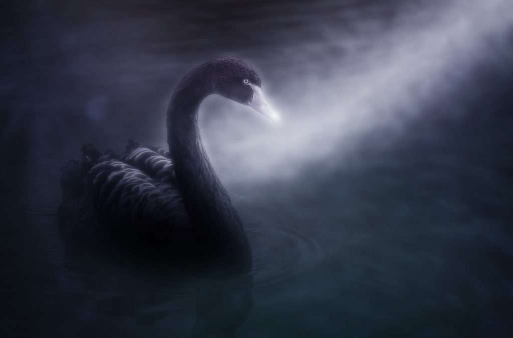 cigno nero