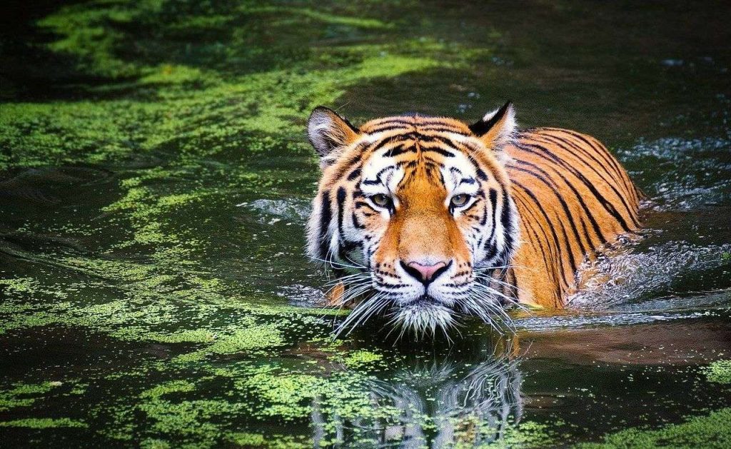 Tiger Global: il 2022 è un disastro, ecco quanto perde l'hedge fund