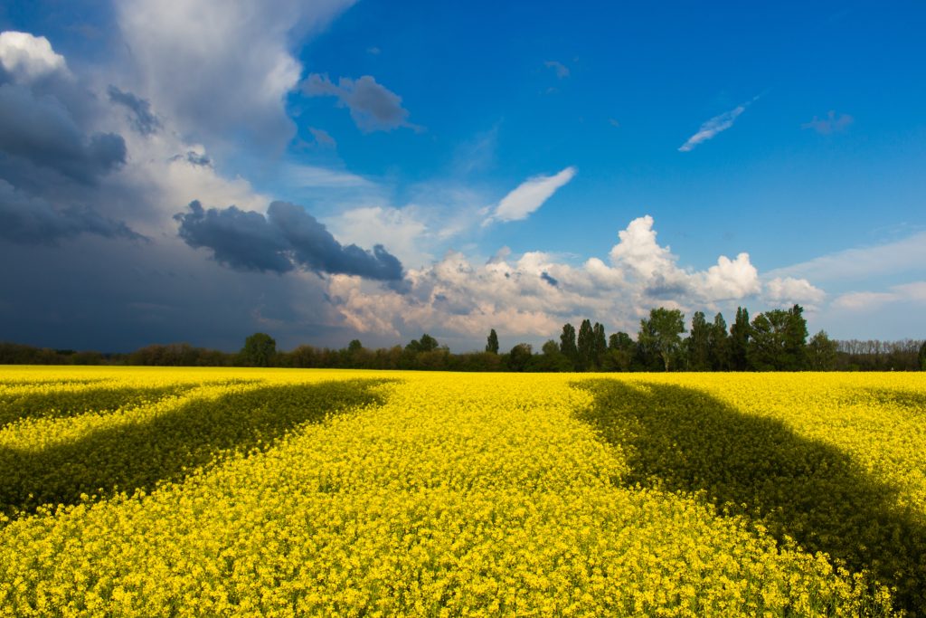 I colori della bandiera ucraina rappresentano i campi di grano e il cielo del paese