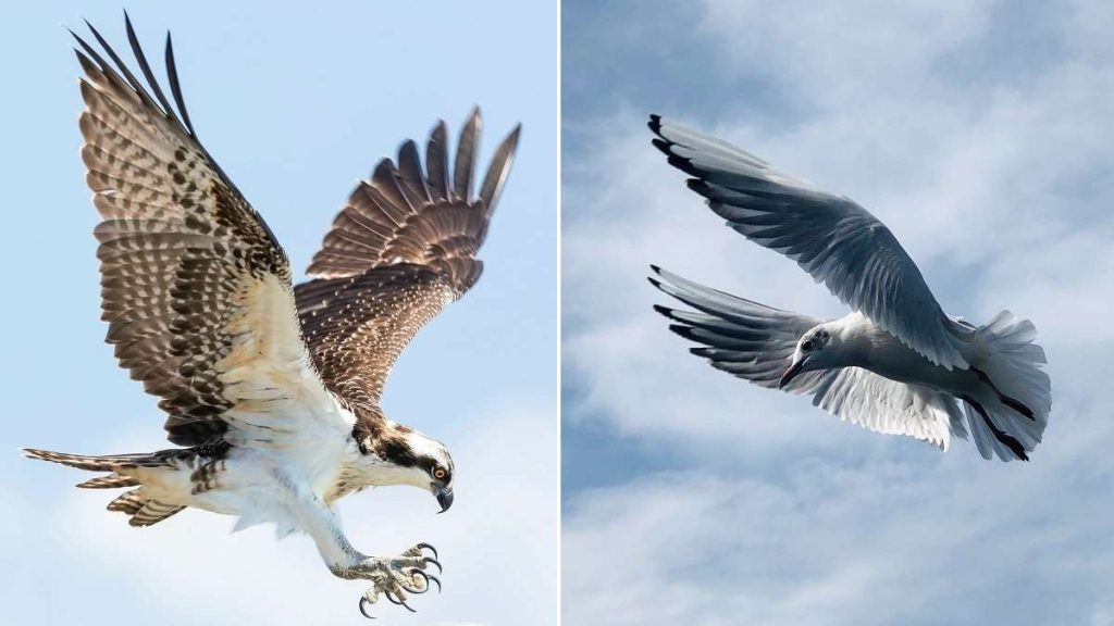 Un falco e una colomba