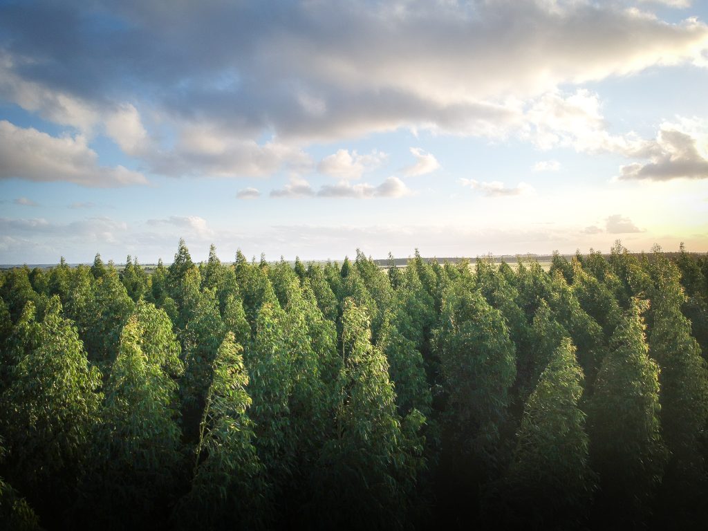 Una foresta di alberi sulla linea d'orizzonte