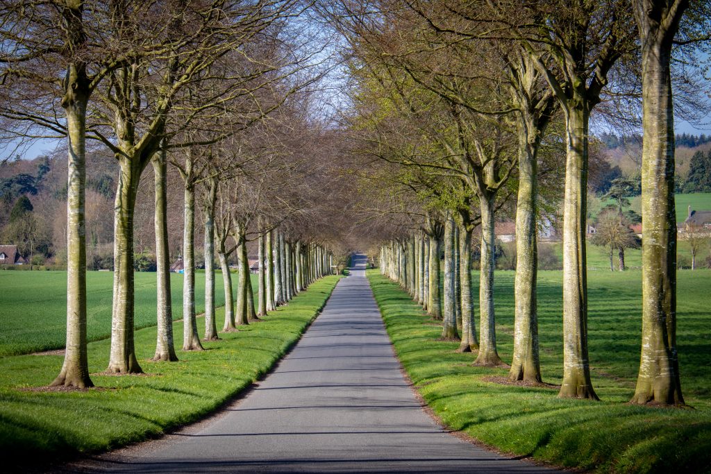 Viale alberato