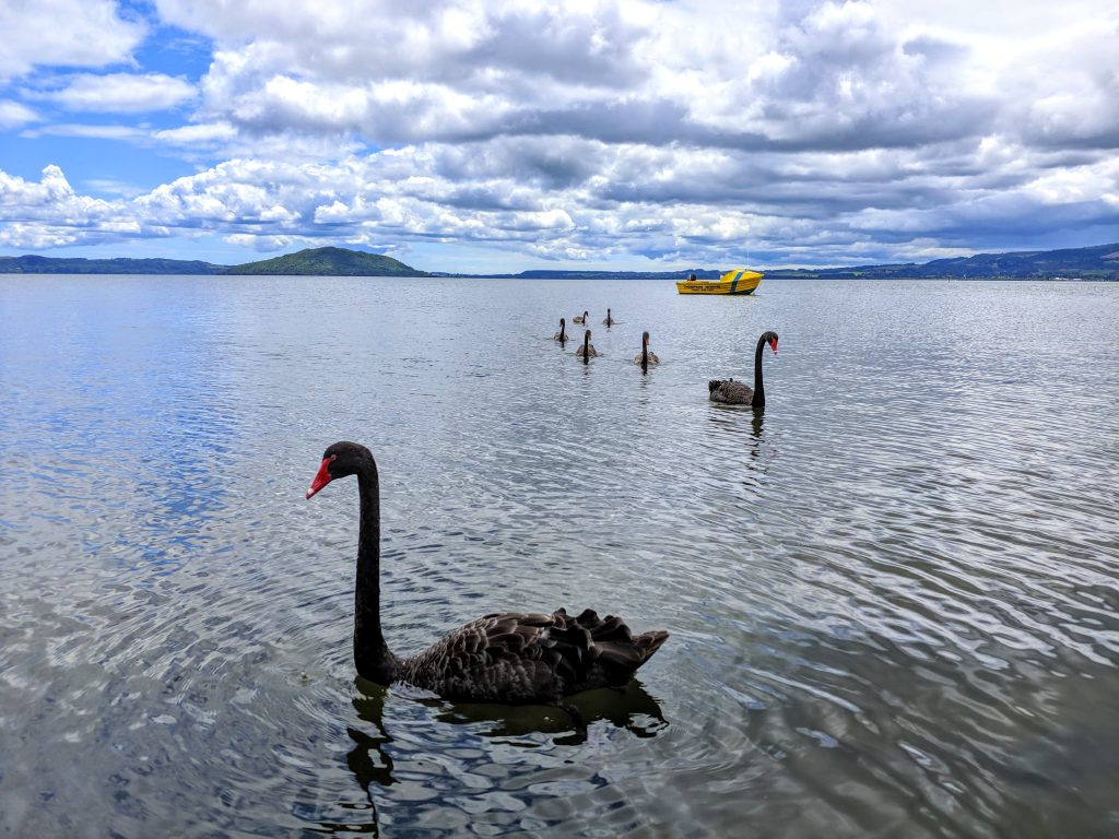 Una serie di cigni di colore nero