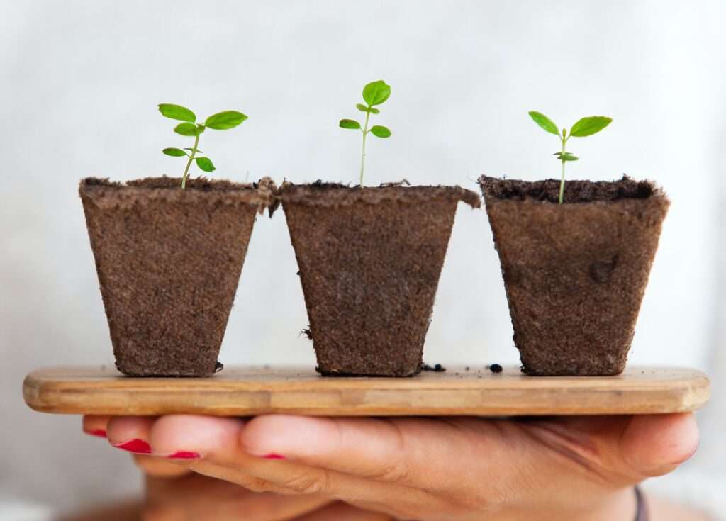 Tre vasi di terra con piantina
