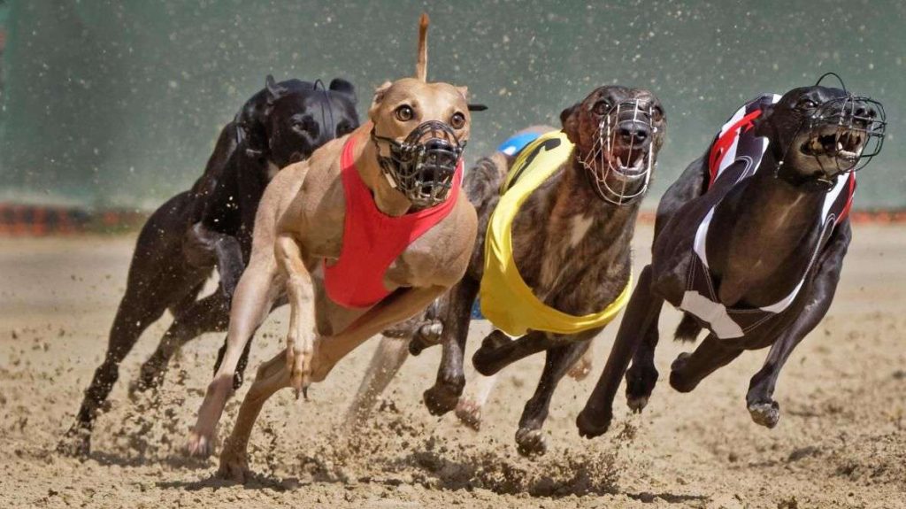 Dogs of the Dow 2023: ecco il portafoglio per azioni USA e italiane