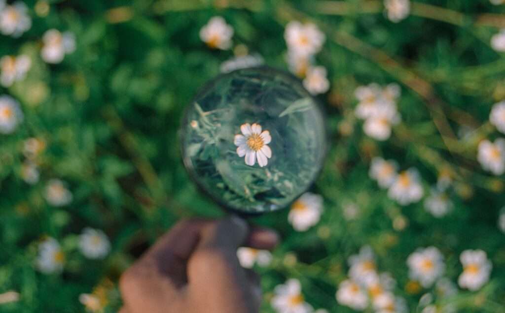 Una lente di ingrandimento puntata su un piccolo fiore in un prato