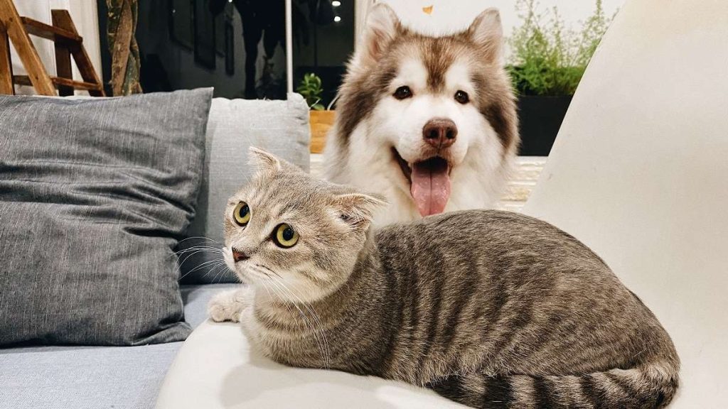 Un cane e un gatto