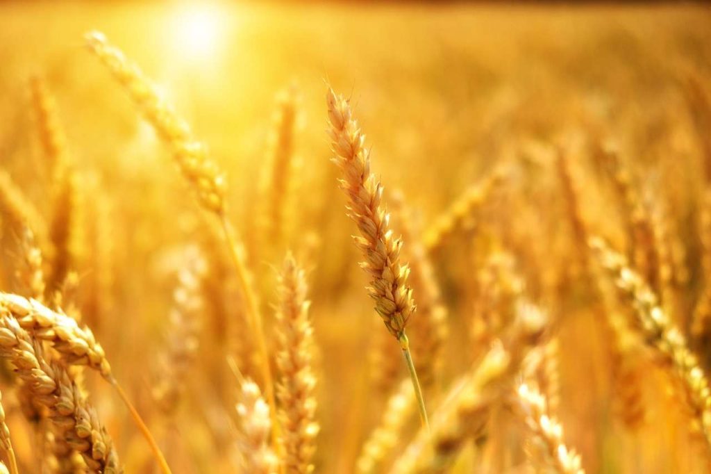 Grano: condizioni di raccolto migliori degli ultimi 4 anni in USA, ma domanda in calo