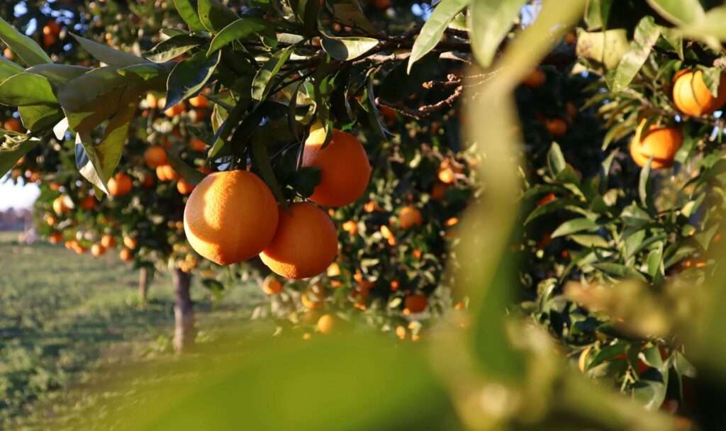 Succo d'arancia: quotazioni record, ecco cosa faranno i produttori