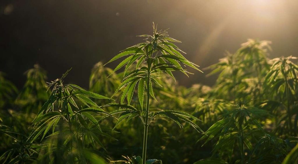 ETF tematici, è tornata l'ora di puntare sulla cannabis?