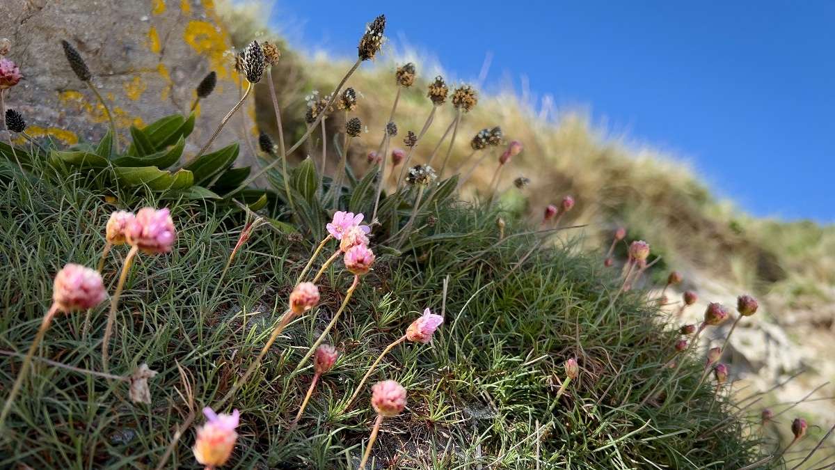 Alcuni fiori rosa crescono sul fianco di una collina