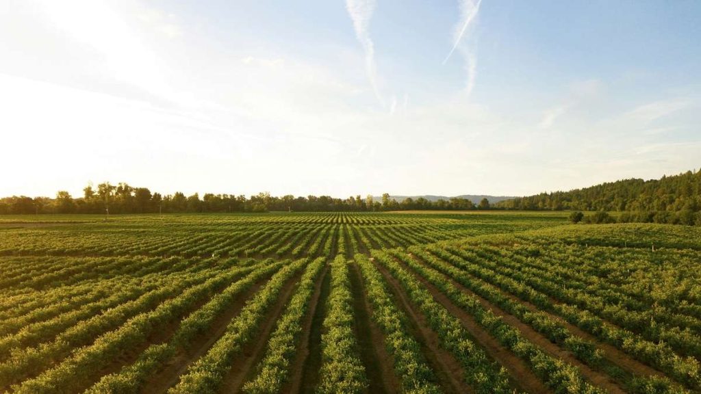 Un terreno agricolo