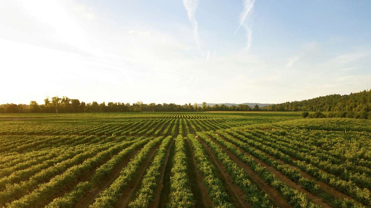 Un terreno agricolo