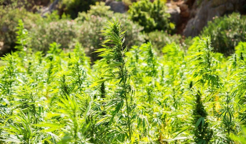 Cannabis: i Paesi dove è legale