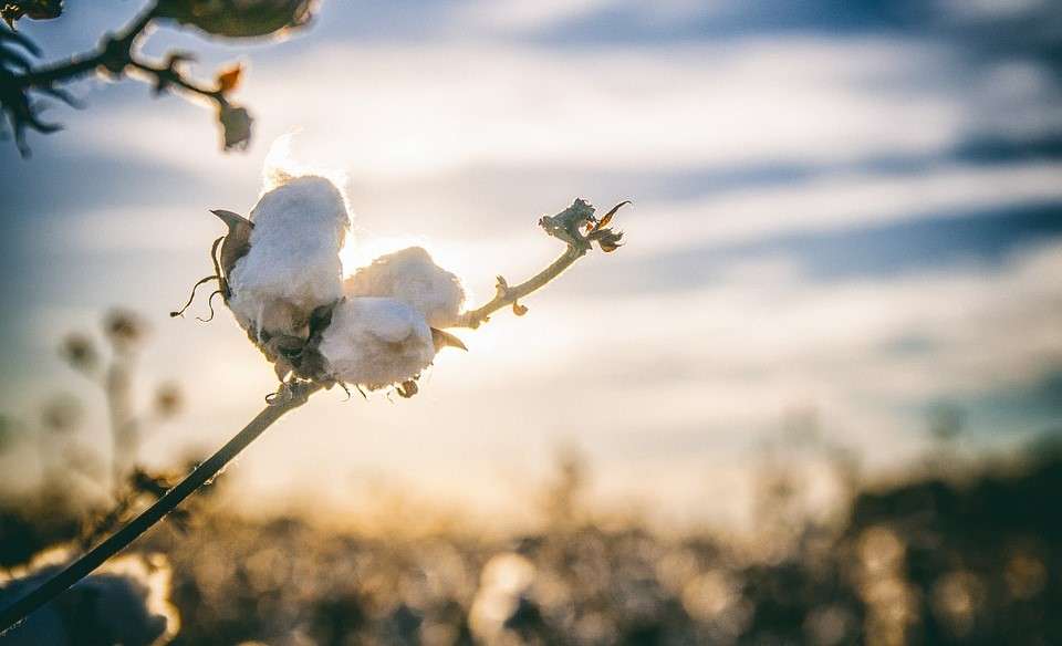 Cotone: prezzo ai minimi del 2020, boom della produzione in Brasile