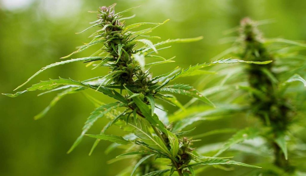 Cannabis: 3 IPO di start-up europee in arrivo a Wall Street