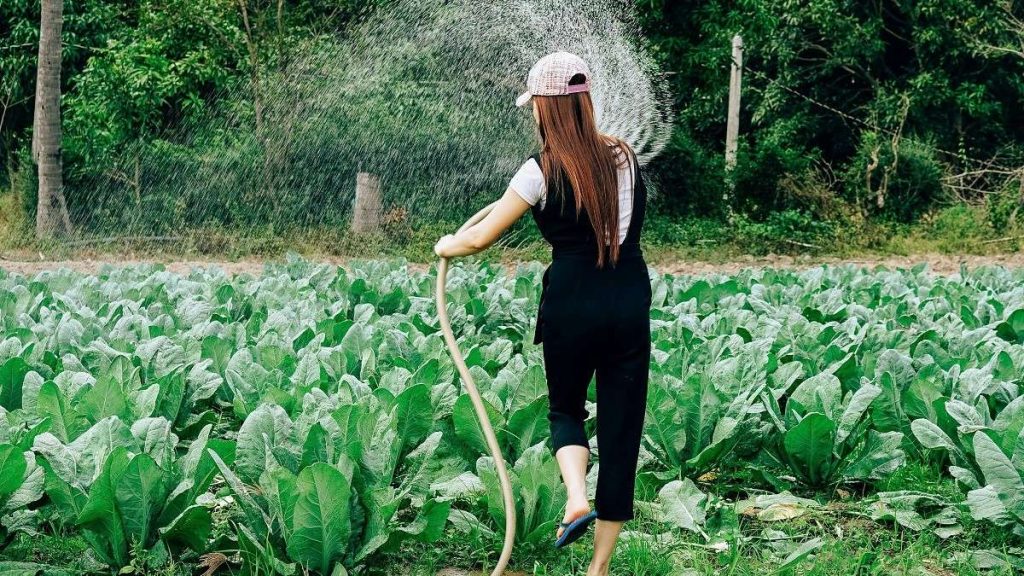 Una imprenditrice agricola innaffia il suo campo
