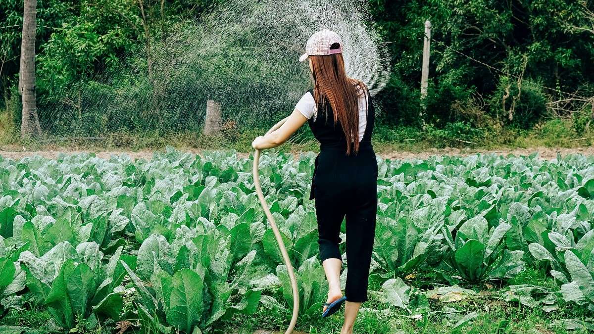 Una imprenditrice agricola innaffia il suo campo