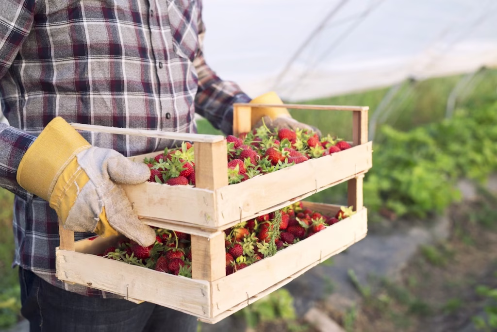 Raccolta di fragole in azienda agricola, con cassetta di frutta fresca