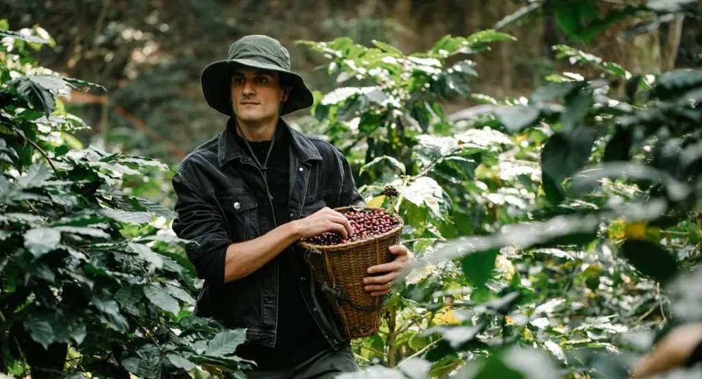 Caff&egrave;: nuovi record per i prezzi, preoccupa il Brasile