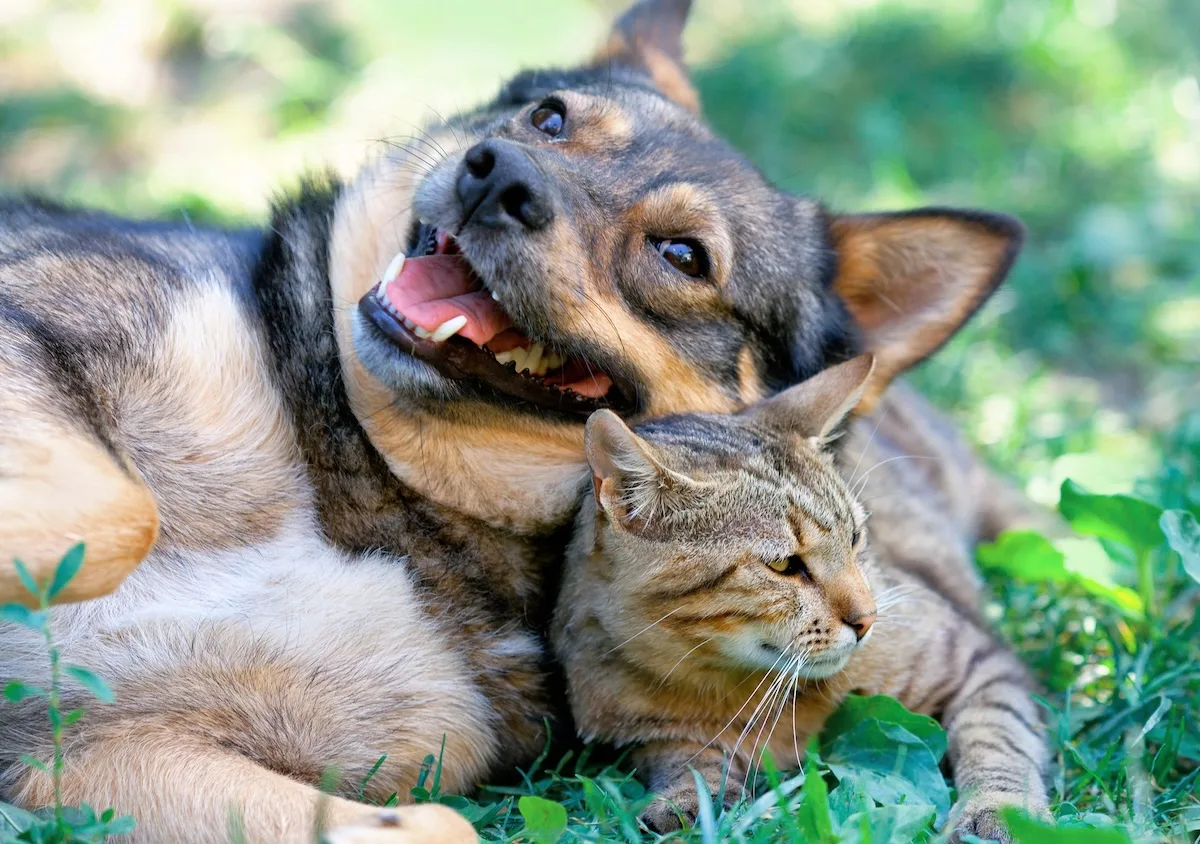 cane e gatto destinatari del bonus animali domestici 2025