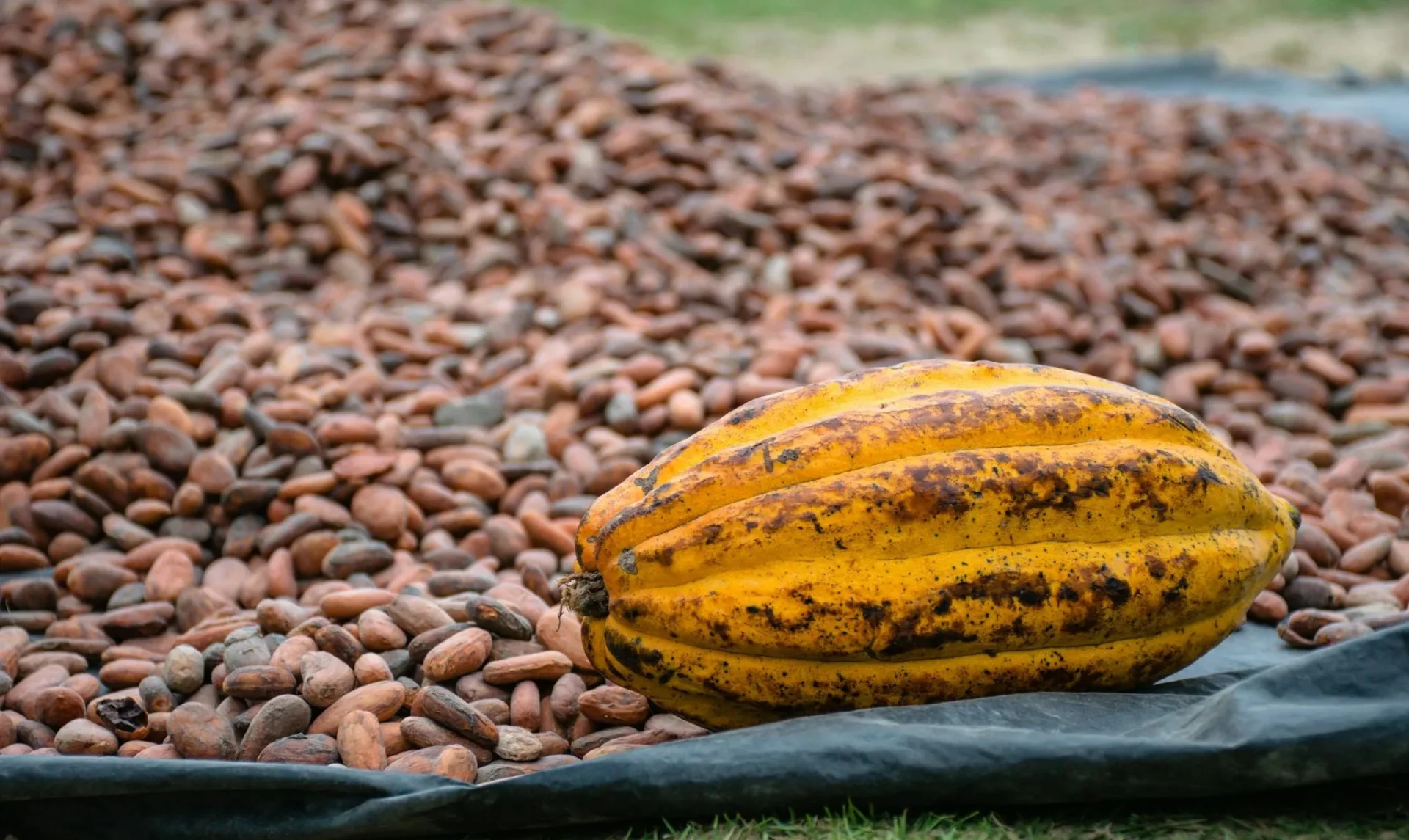 Dal cacao al cioccolato: ecco tutte le fasi di produzione