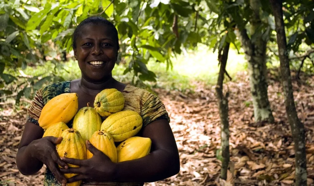 Cacao: ora gli agricoltori in Ghana vendono i terreni per l'estrazione di oro