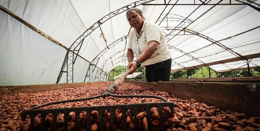 Cacao: ecco perché la crisi dell'offerta non è ancora finita