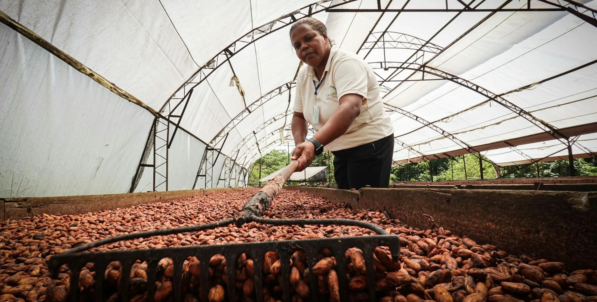 Cacao: ecco perché la crisi dell'offerta non è ancora finita
