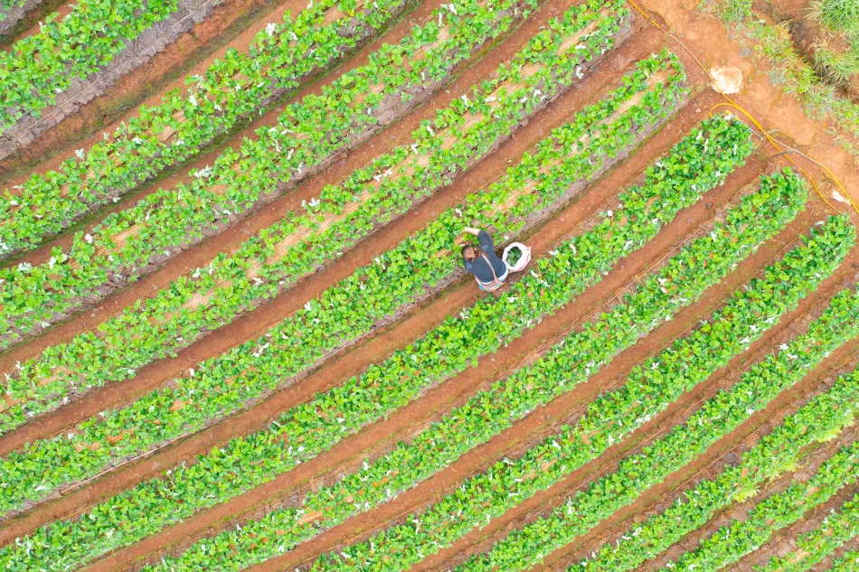 Vista dall'alto di un campo di colativazione con al centro una persona