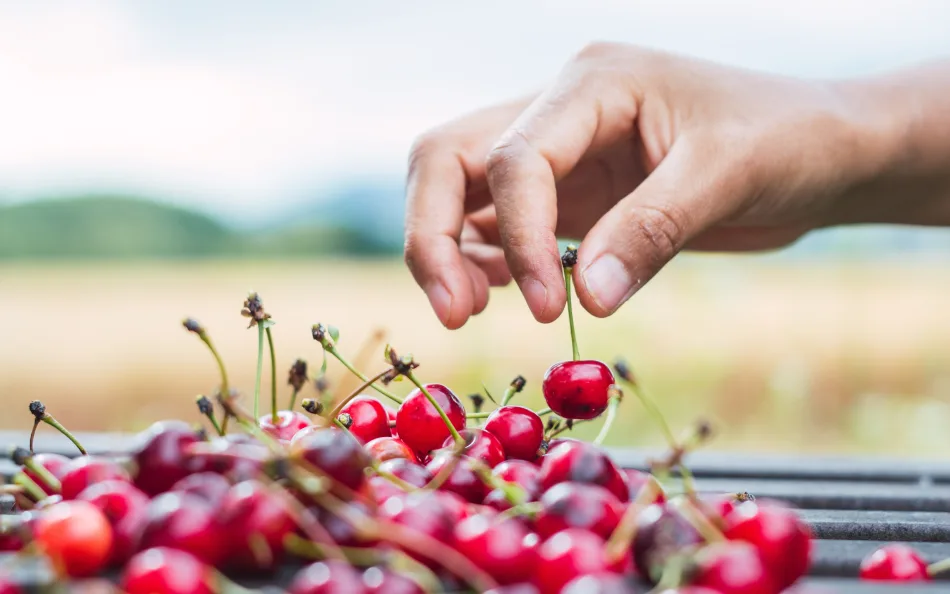 Cherry picking, la selezione di una ciliegia da un basket di frutti