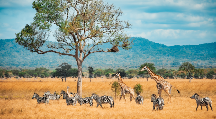 In uno scenario africano, con montagne sullo sfondo, sfilano delle giraffe e delle zebre.