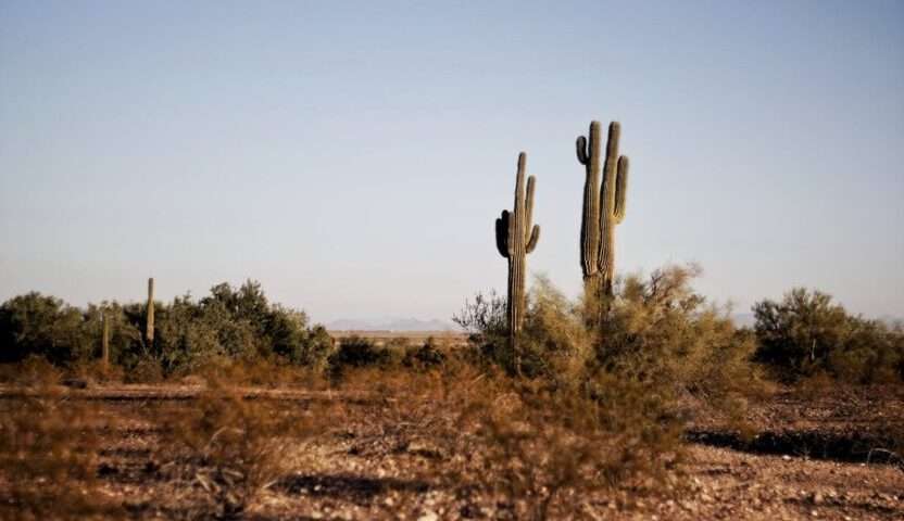 deserto con cactus