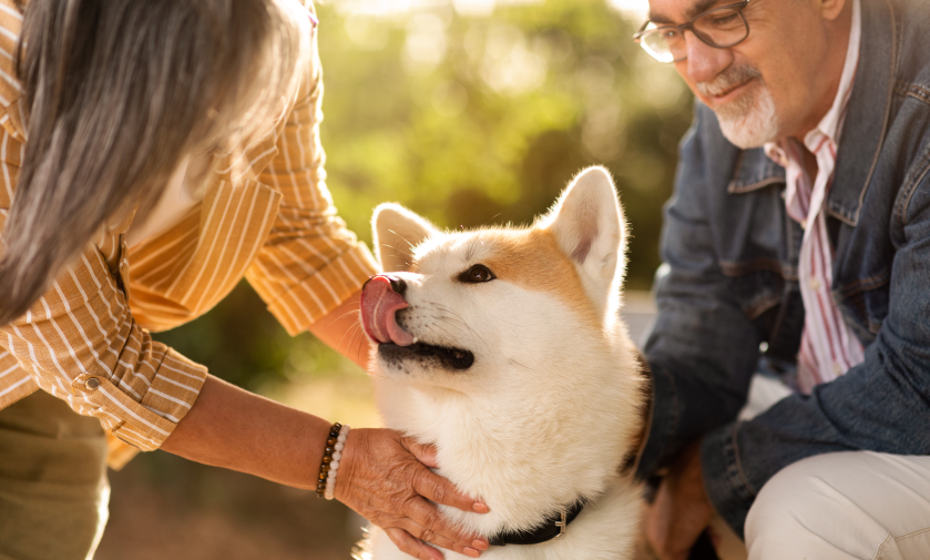 Un cane coccolato da una coppia di anziani