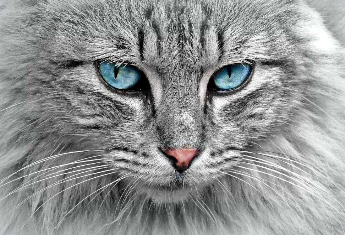 Un gatto pronto ad attaccare