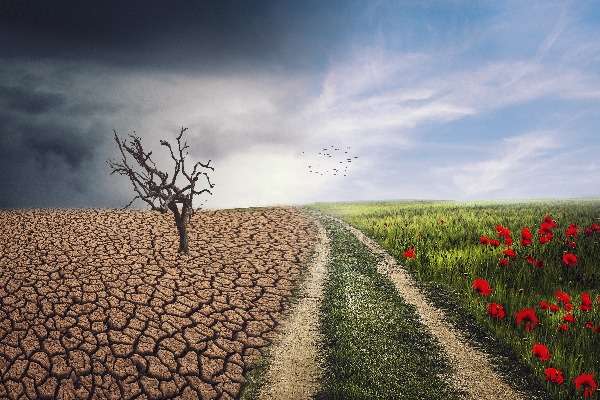 una foto che rappresenta gli effetti e i danni provocati dal cambiamento climatico